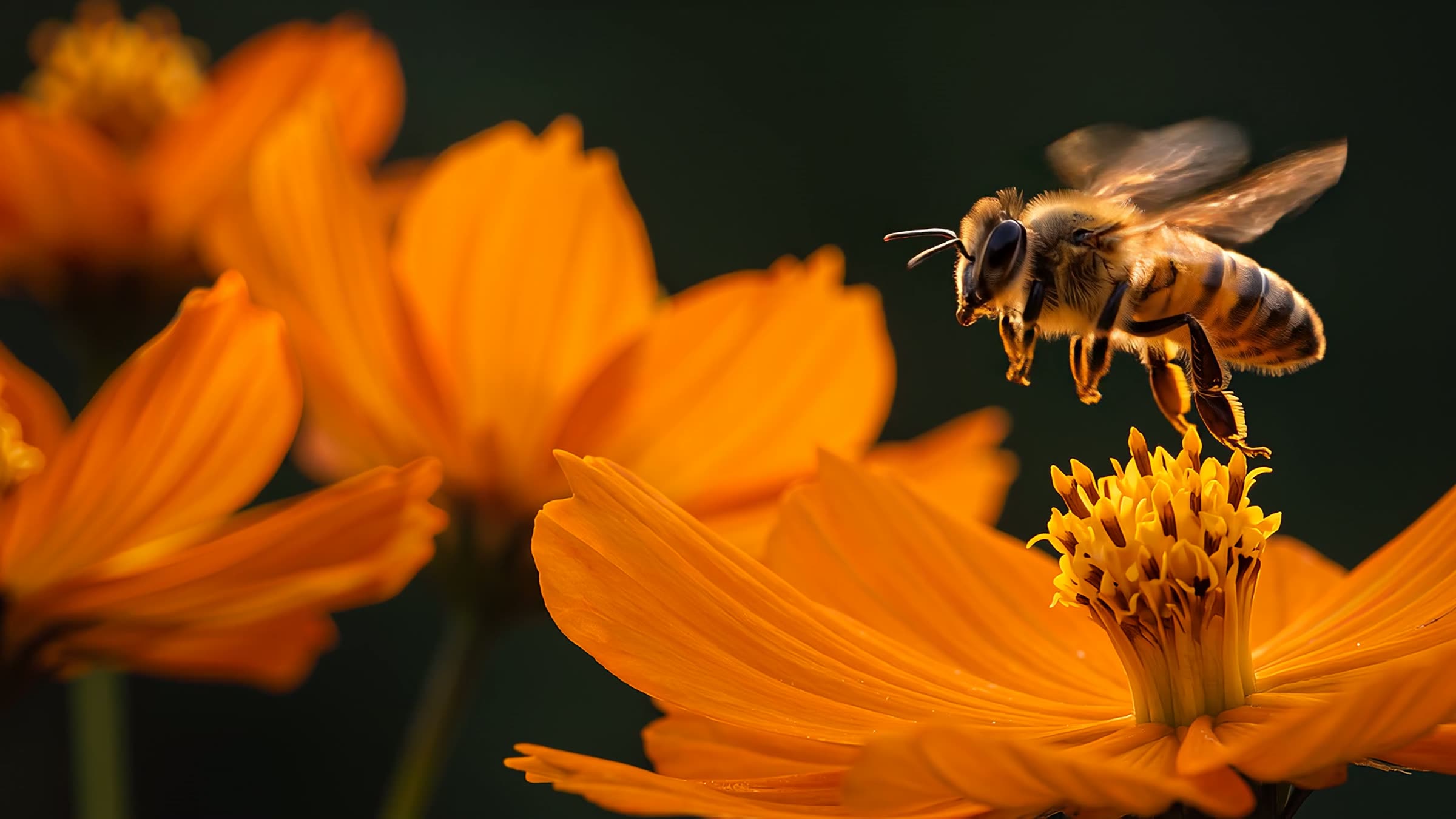A honeybee landing on an orange cosmos flower at golden hour